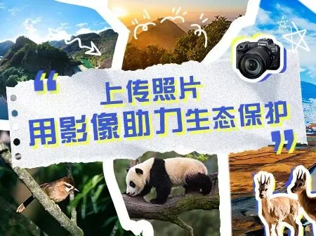打鸟照还能这么调色？Ins流行青色调仿色！
