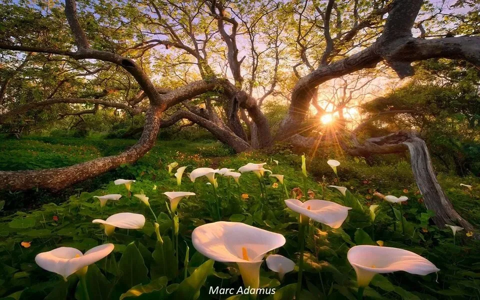 Repetition and Echo: A Key Composition Concept from 10,000 Photos