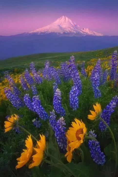 Focus Stacking in Photography: Everything You Want to Know