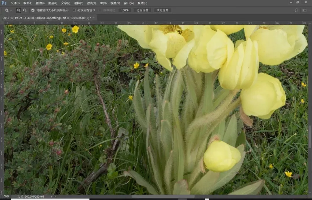 Focus Stacking in Photography: Everything You Want to Know