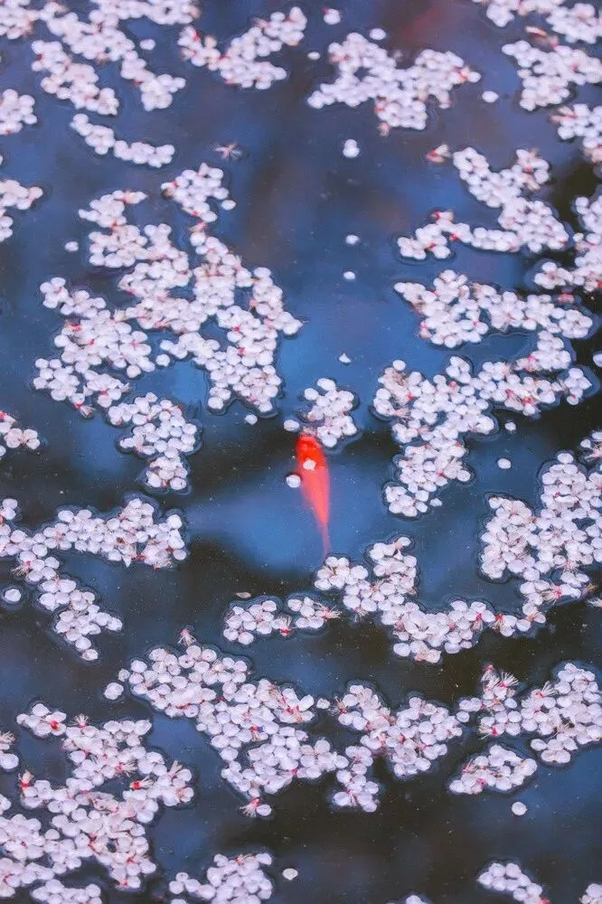 这几位摄影师镜头下的故宫，美得不像话！