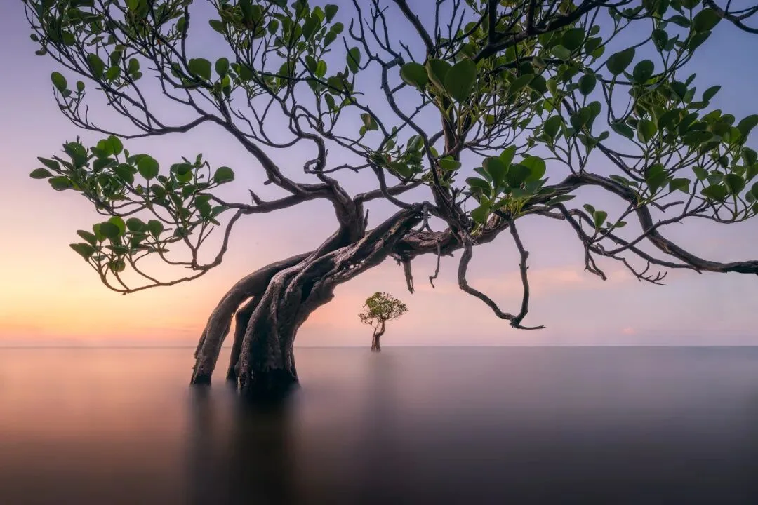 In Indonesia, I Photographed the Upward Force of Life | Tree Series