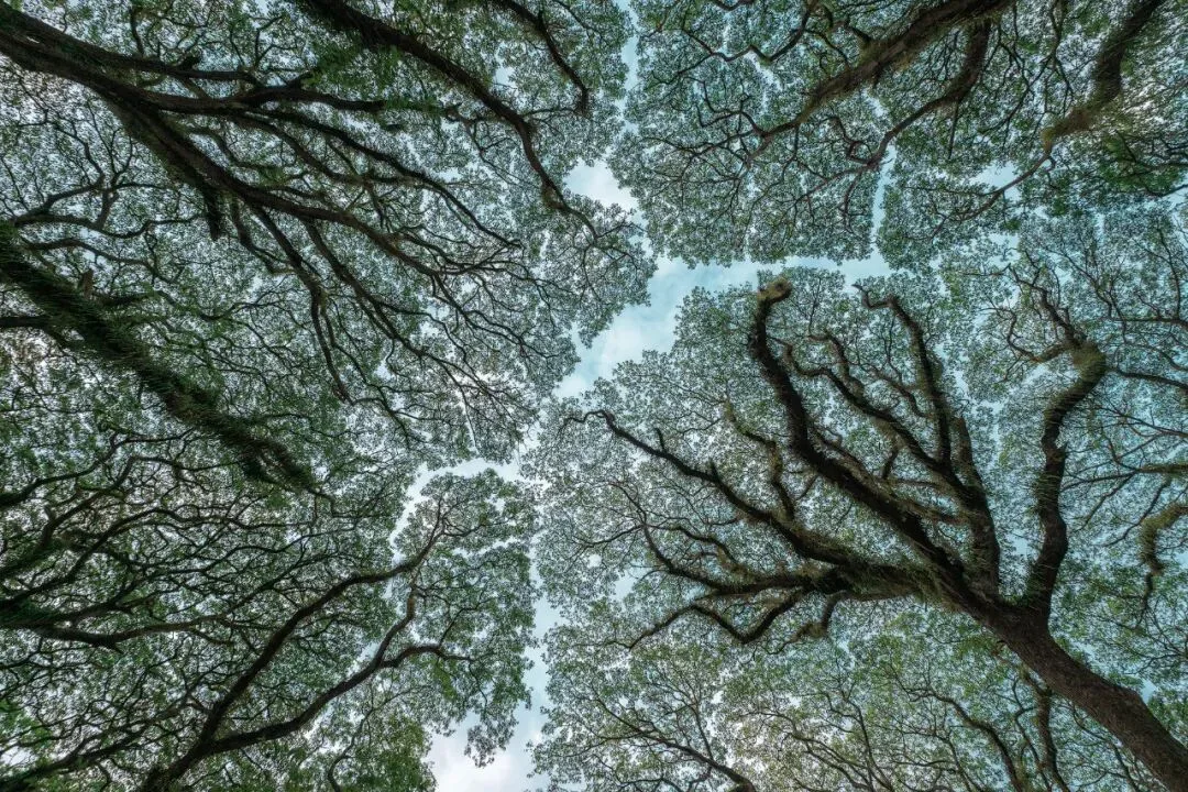 In Indonesia, I Photographed the Upward Force of Life | Tree Series