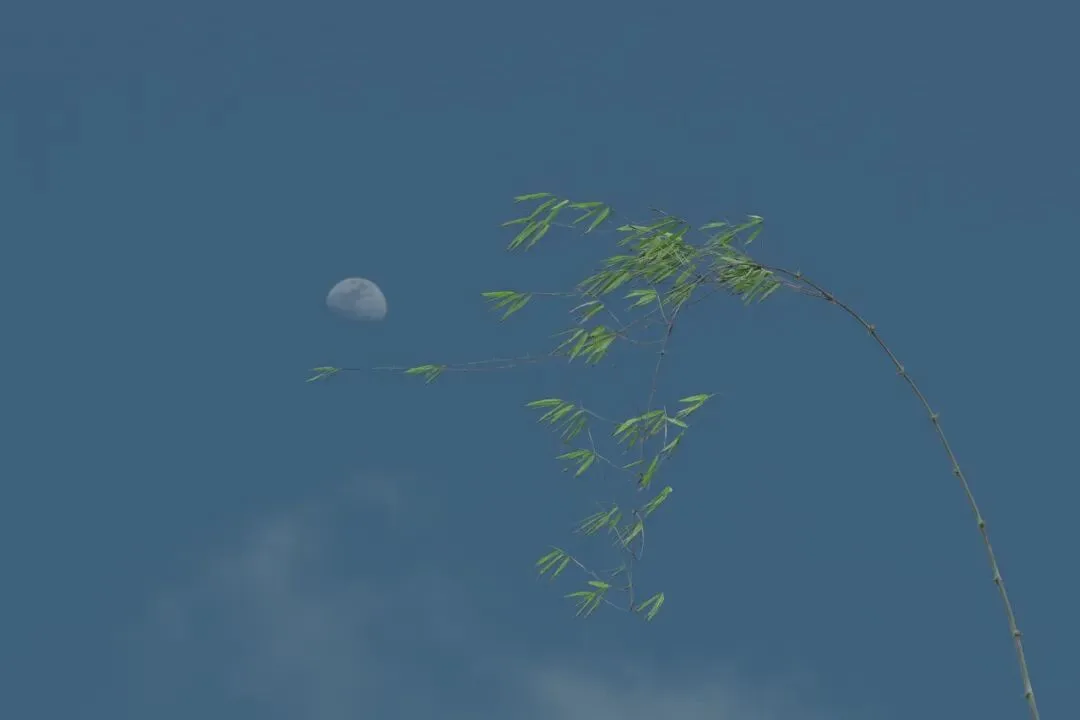 In Indonesia, I Photographed the Upward Force of Life | Tree Series