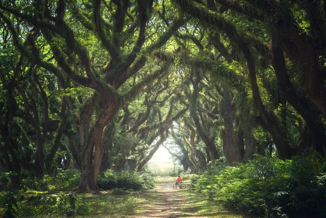 In Indonesia, I Photographed the Upward Force of Life | Tree Series