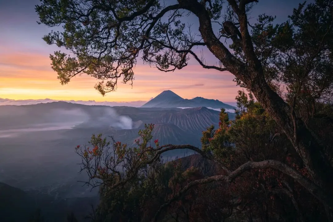 In Indonesia, I Photographed the Upward Force of Life | Tree Series