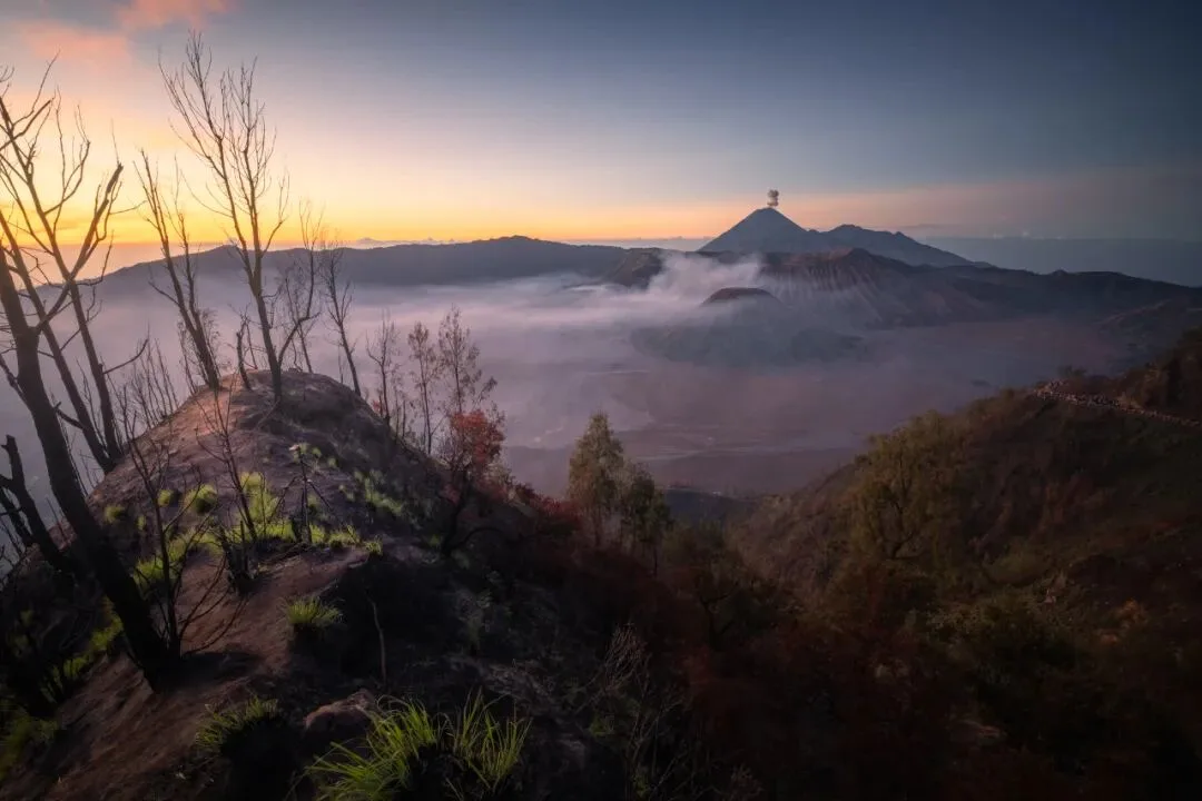 In Indonesia, I Photographed the Upward Force of Life | Tree Series