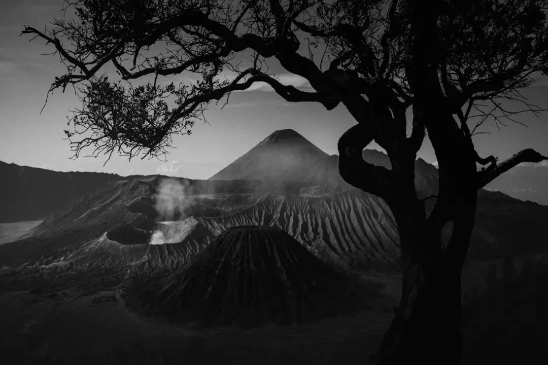 In Indonesia, I Photographed the Upward Force of Life | Tree Series