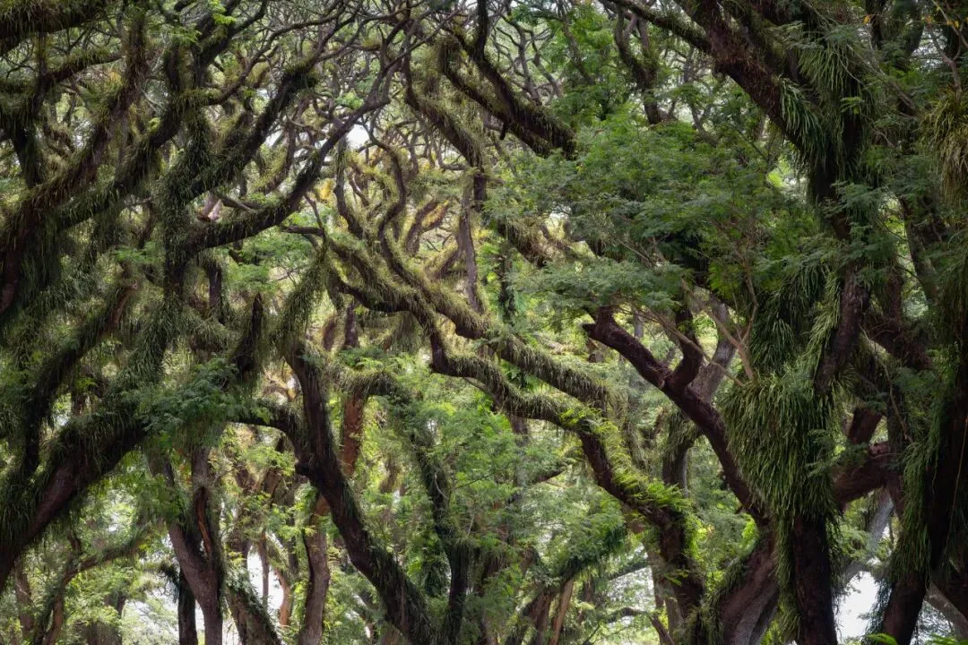 In Indonesia, I Photographed the Upward Force of Life | Tree Series
