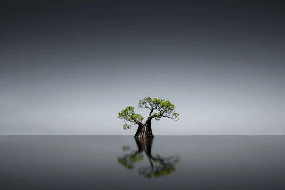In Indonesia, I Photographed the Upward Force of Life | Tree Series