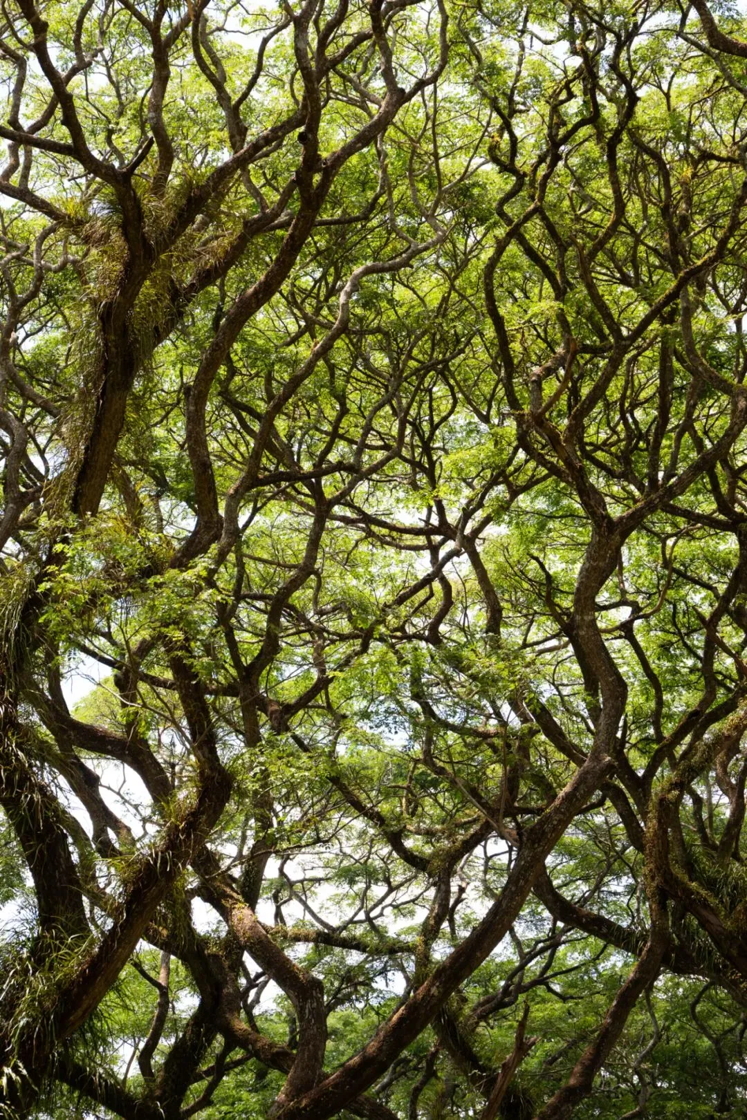 In Indonesia, I Photographed the Upward Force of Life | Tree Series