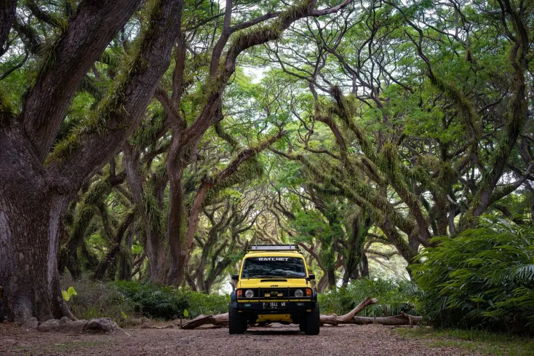 In Indonesia, I Photographed the Upward Force of Life | Tree Series