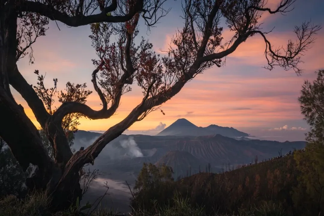 In Indonesia, I Photographed the Upward Force of Life | Tree Series