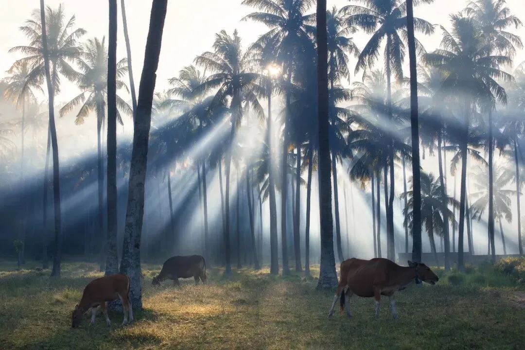 Post-Processing Secrets: Every Way to Create Light Rays
