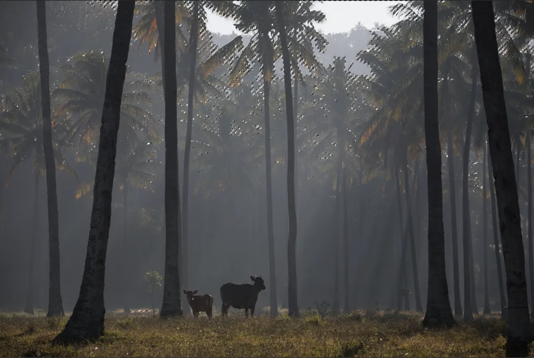 Post-Processing Secrets: Every Way to Create Light Rays