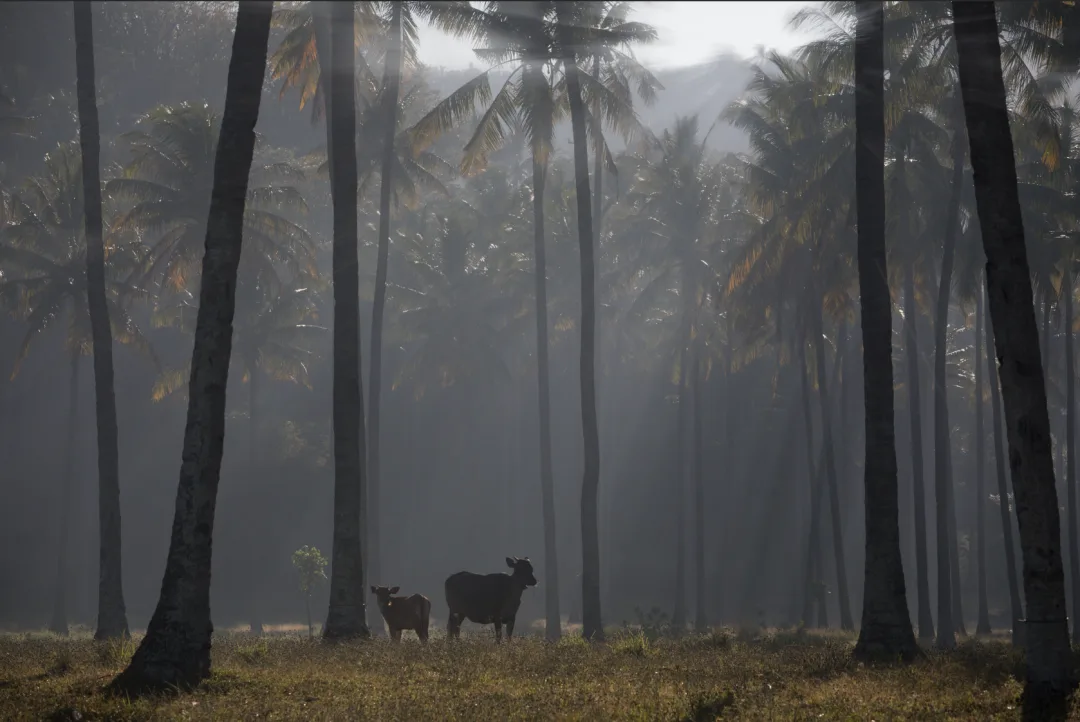Post-Processing Secrets: Every Way to Create Light Rays