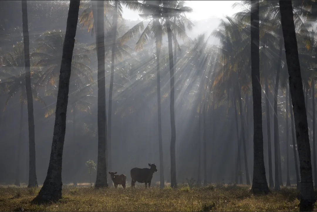 Post-Processing Secrets: Every Way to Create Light Rays