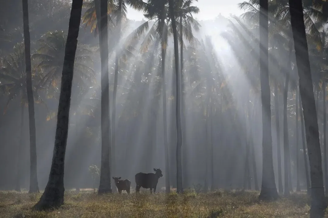 Post-Processing Secrets: Every Way to Create Light Rays