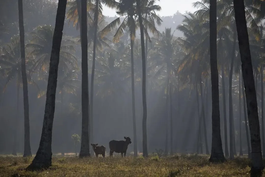 Post-Processing Secrets: Every Way to Create Light Rays